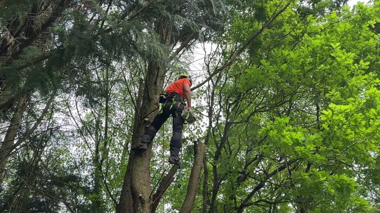 Best Tree Removal Services  in Southern Gateway, VA